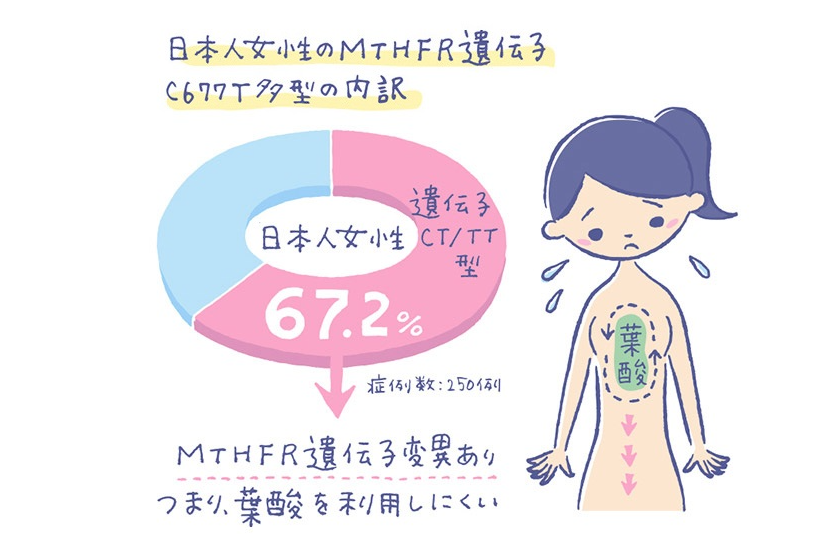 葉酸を利用する遺伝子をもつ日本人女性の割合を説明する画像